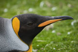 King Penguin 